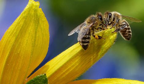 عجائب سمّ النحل العلاجية!