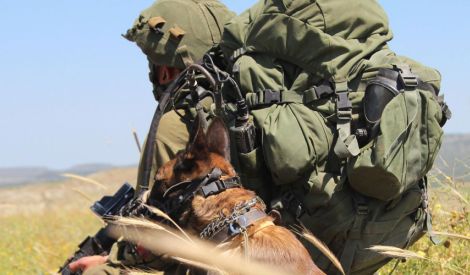 كلاب «إسرائيل» أولويّة الإعلام الغربيّ
