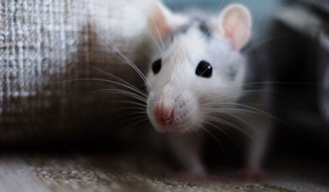 فئران إفريقيّة للكشف عن الألغام
