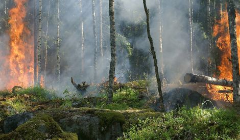 بيئة: حرائق ستفني غاباتنا
