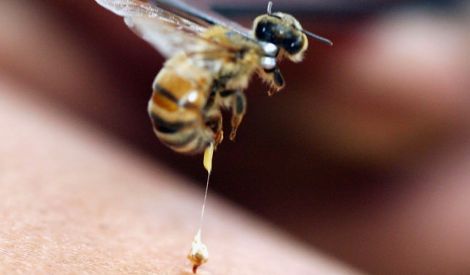 حول العالم: سمّ النحل له أيضاً فوائد!