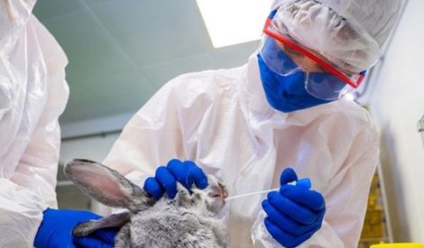 روسيا تنتج لقاحاً ضدّ إصابة الحيوانات بكورونا