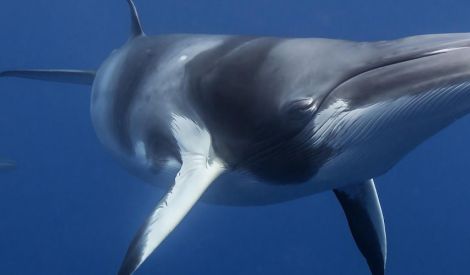 دراسة: نداء هذا الحوت يمكنه اختراق القشرة الأرضية